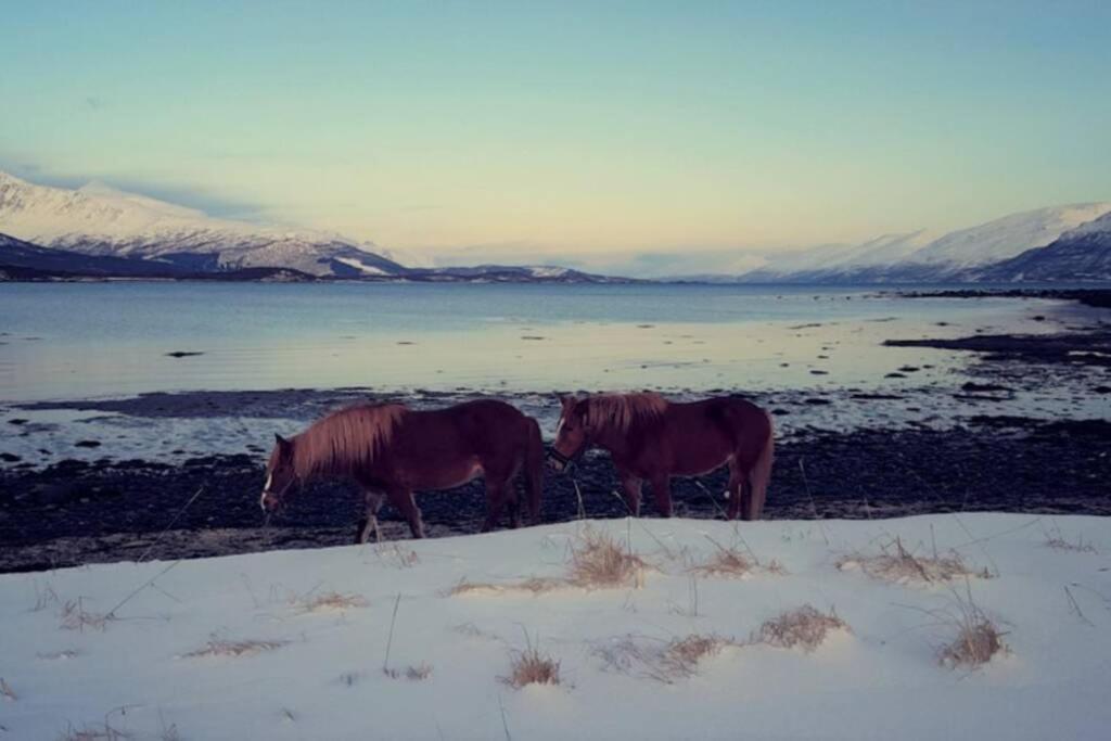 Best Of Lyngen Panorama Apartment Lyngseidet Exterior foto